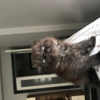 Scottish Fold, Kedi  İsmi yok fotoğrafı