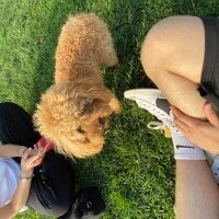 Poodle(Standart Kaniş), Köpek  Leon fotoğrafı