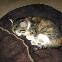 Cymric, Kedi  üzüm fotoğrafı