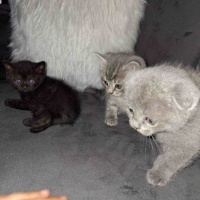 British Shorthair, Kedi  Adı yok :) fotoğrafı