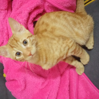 Tekir Kedi, Kedi  susam fotoğrafı