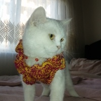 British Shorthair, Kedi  3 güzel yavru kedi. fotoğrafı
