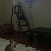 Tekir Kedi, Kedi  bozo fotoğrafı