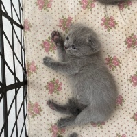 British Longhair, Kedi  Biritiş skutiş fotoğrafı
