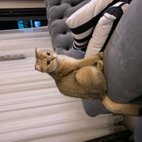 British Shorthair, Kedi  Mia fotoğrafı
