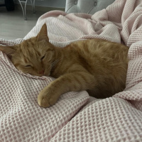 Sarman, Kedi  Şans fotoğrafı