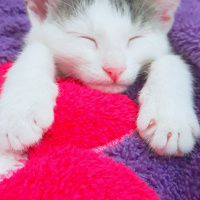 Tekir Kedi, Kedi  Can fotoğrafı
