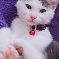Tekir Kedi, Kedi  Can fotoğrafı