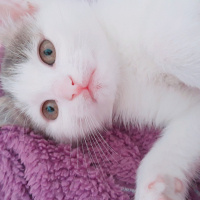 Tekir Kedi, Kedi  Can fotoğrafı