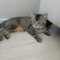 British Shorthair, Kedi  Mia fotoğrafı