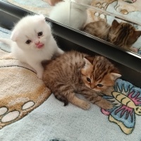 Van Kedisi, Kedi  PİŞMANİYE VE ŞİMŞEK fotoğrafı