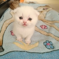 Van Kedisi, Kedi  PİŞMANİYE VE ŞİMŞEK fotoğrafı