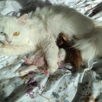 Van Kedisi, Kedi  PİŞMANİYE VE ŞİMŞEK fotoğrafı