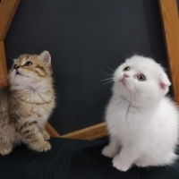 Van Kedisi, Kedi  PİŞMANİYE VE ŞİMŞEK fotoğrafı