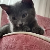 Scottish Fold, Kedi  çakır fotoğrafı