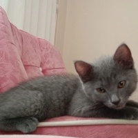 Scottish Fold, Kedi  çakır fotoğrafı