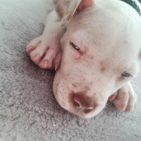 Amerikan Pitbull Terrier, Köpek  Casper fotoğrafı