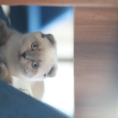 British Longhair, Kedi  Mila fotoğrafı