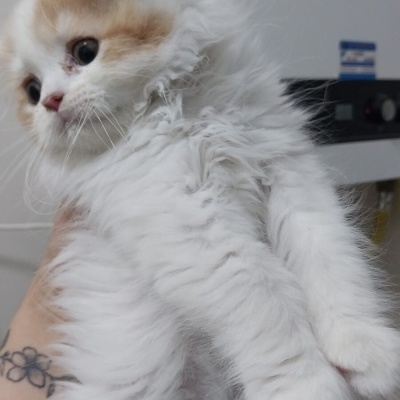 British Longhair, Kedi  Balım fotoğrafı