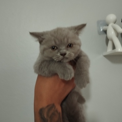 British Shorthair, Kedi  Medusa fotoğrafı