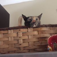 Tekir Kedi, Kedi  Bella fotoğrafı