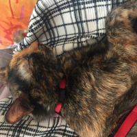 Tekir Kedi, Kedi  Bella fotoğrafı