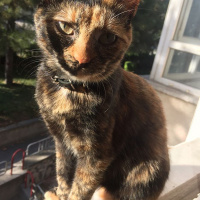 Tekir Kedi, Kedi  Bella fotoğrafı