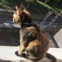 Tekir Kedi, Kedi  Bella fotoğrafı