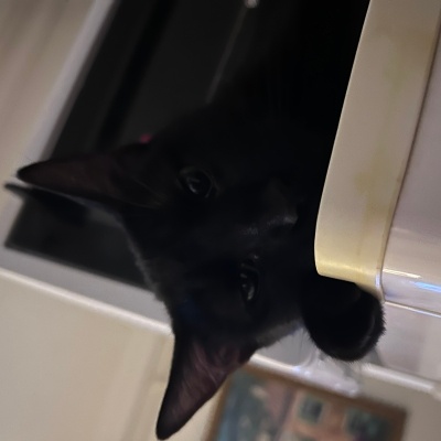 Bombay, Kedi  Lisa fotoğrafı