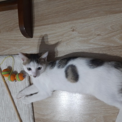 Tekir Kedi, Kedi  Pamuk fotoğrafı