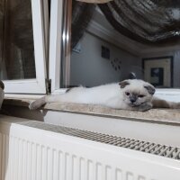 Scottish Fold, Kedi  Ekru fotoğrafı