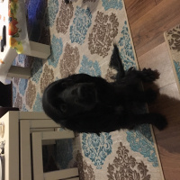 Amerikan Cocker Spaniel, Köpek  Chivas fotoğrafı