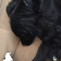 Amerikan Cocker Spaniel, Köpek  Chivas fotoğrafı