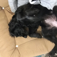 Amerikan Cocker Spaniel, Köpek  Chivas fotoğrafı