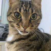 Tekir Kedi, Kedi  Luna fotoğrafı