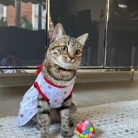 Tekir Kedi, Kedi  Boncuk fotoğrafı