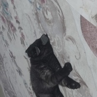 British Shorthair, Kedi  Kibar fotoğrafı
