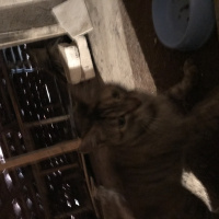 Tekir Kedi, Kedi  Makbuş fotoğrafı