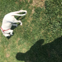 Dogo Arjantin, Köpek  Pierre fotoğrafı