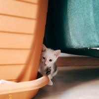 Tekir Kedi, Kedi  Maya fotoğrafı