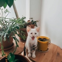 Tekir Kedi, Kedi  Maya fotoğrafı