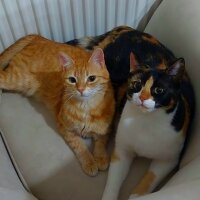 Tekir Kedi, Kedi  Benekli fotoğrafı