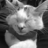 Tekir Kedi, Kedi  fındık fotoğrafı