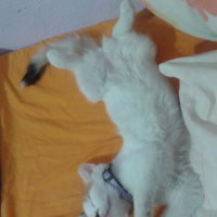 Tekir Kedi, Kedi  fındık fotoğrafı