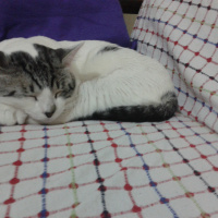 Tekir Kedi, Kedi  fındık fotoğrafı