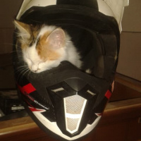 Tekir Kedi, Kedi  fındık fotoğrafı