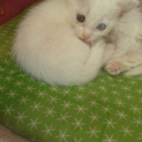 Tekir Kedi, Kedi  fındık fotoğrafı