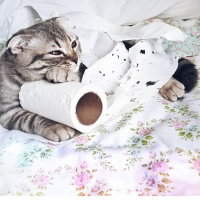 Tekir Kedi, Kedi  fındık fotoğrafı