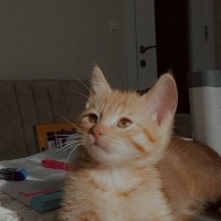 Tekir Kedi, Kedi  Nisan fotoğrafı