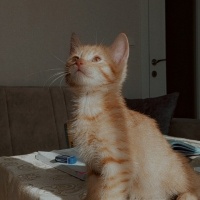 Tekir Kedi, Kedi  Nisan fotoğrafı